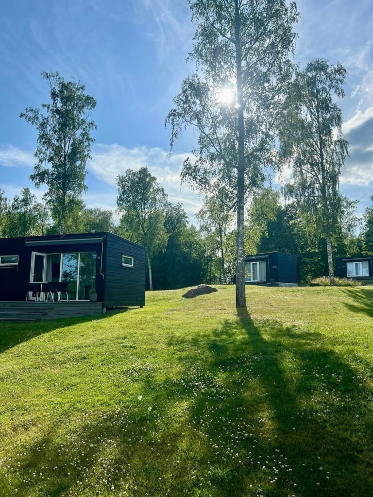 Stugor på gräsmattan mellan björkar i motljus en sommarkväll